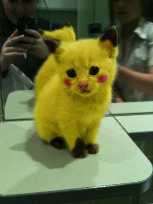 cat-cute-pokemon-Favim.com-284437.jpg
