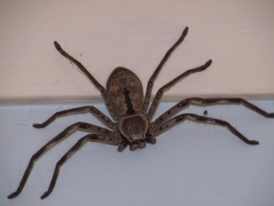 spider.jpg