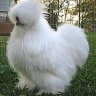 theFuzzyChicken