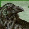 Jade_Raven