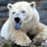 VanillahBear