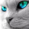 LoneLeif