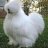 theFuzzyChicken