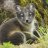 WinterFox_