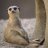meerkat129
